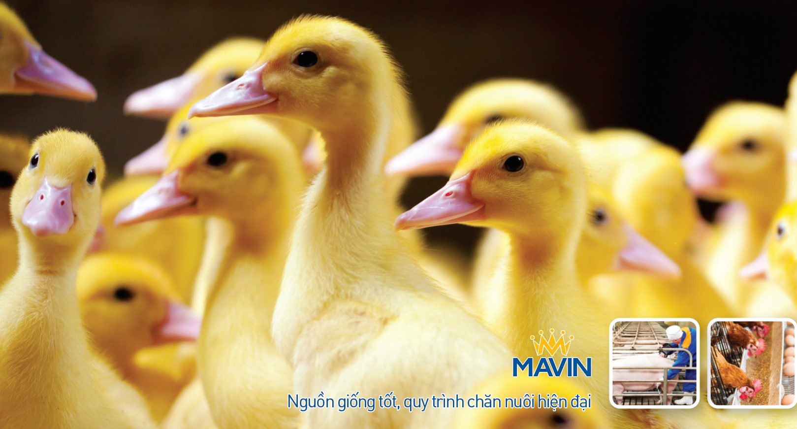 IFC considers $90.6m investment in Vietnamese animal feed firm Mavin