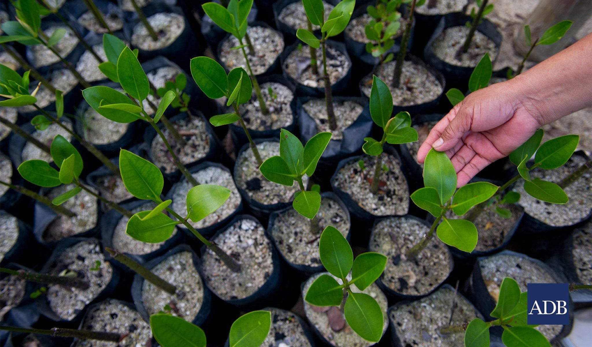 The LP View: Developmental impact requires funds to be financially sustainable, says ADB