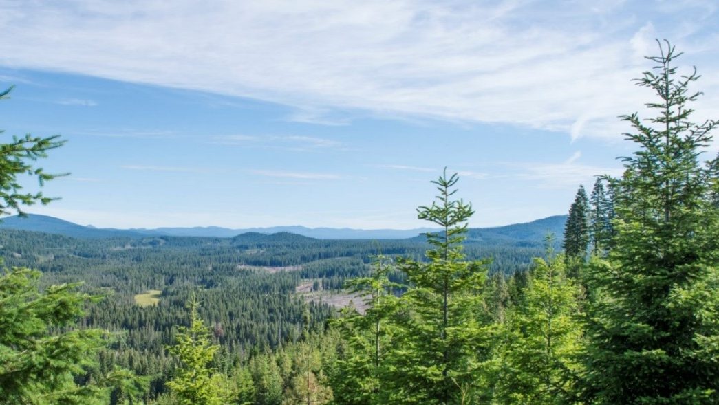 Japan's Mitsui, Nomura to acquire Australian forestry asset manager New Forests