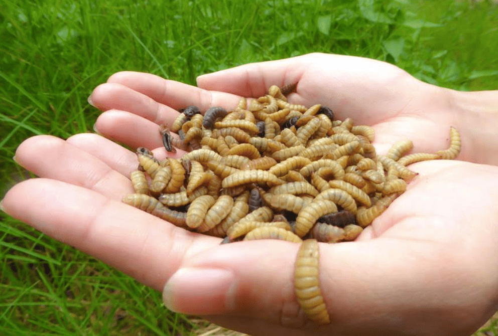 SG’s Nutrition Technologies raises $9.8m in PTT-led funding round