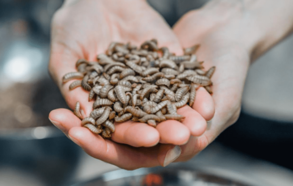 Singapore’s ABC Impact joins French biotech firm Innovafeed's $250m round