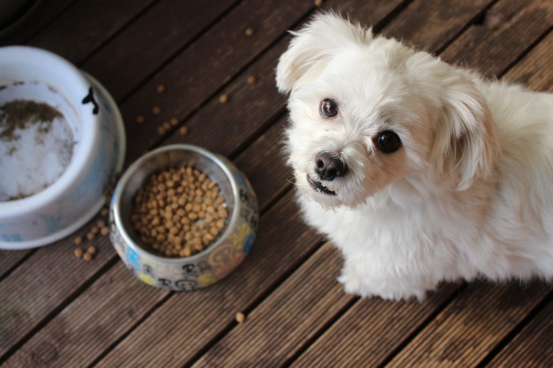 L Catterton invests $60 million in Drools Pet Food Pvt. Ltd