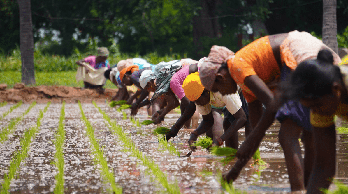 IFC weighs $12m investment in Indian agritech VC Omnivore’s third fund