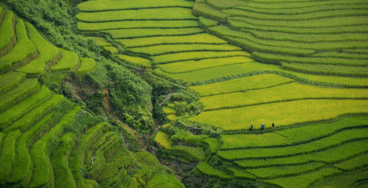 Temasek, Wavemaker, Breakthrough Energy, GenZero launch agritech startup Rize