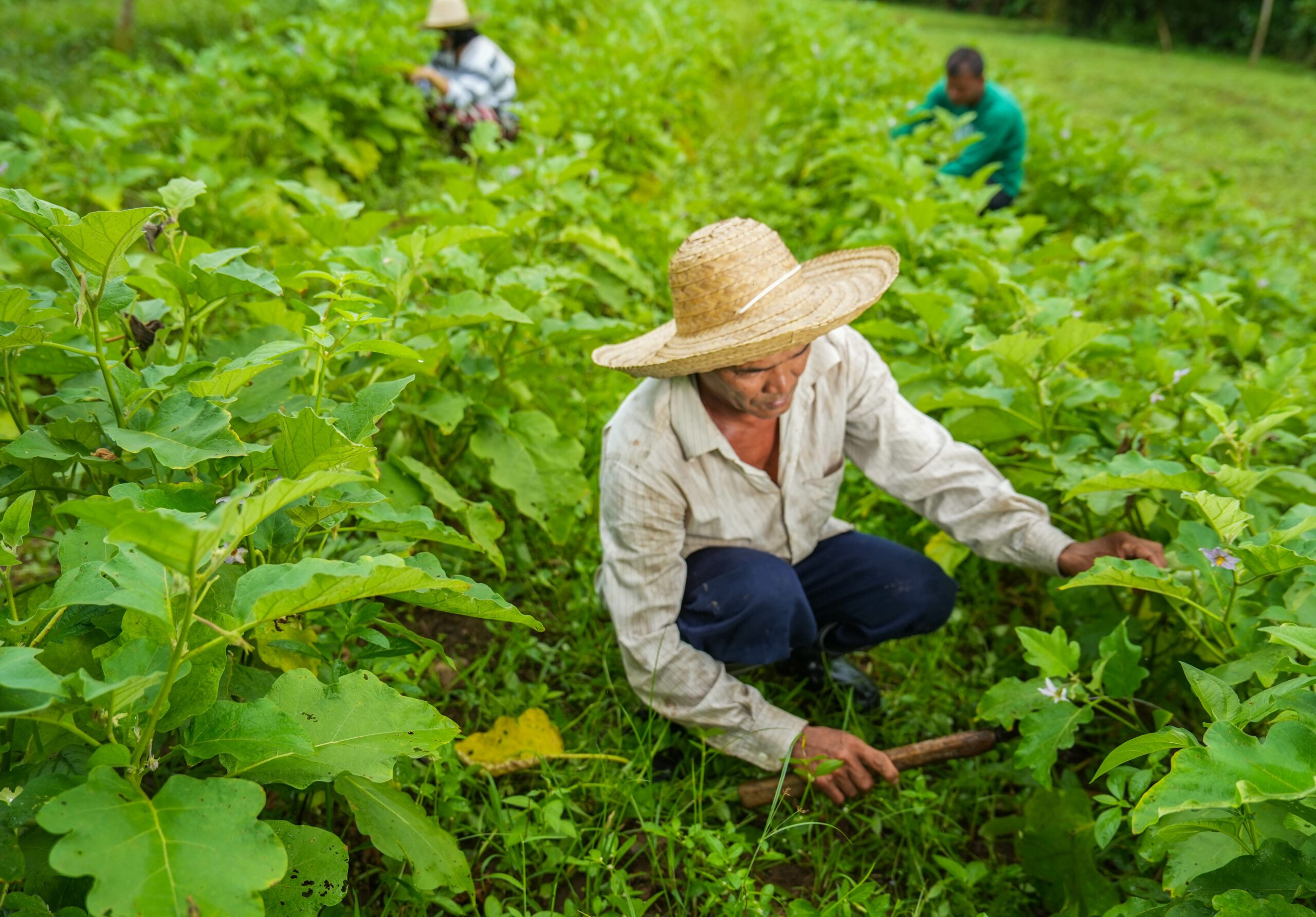 SEA Digest: Mayani partners with GCash; Nomupay aquires Total Processing