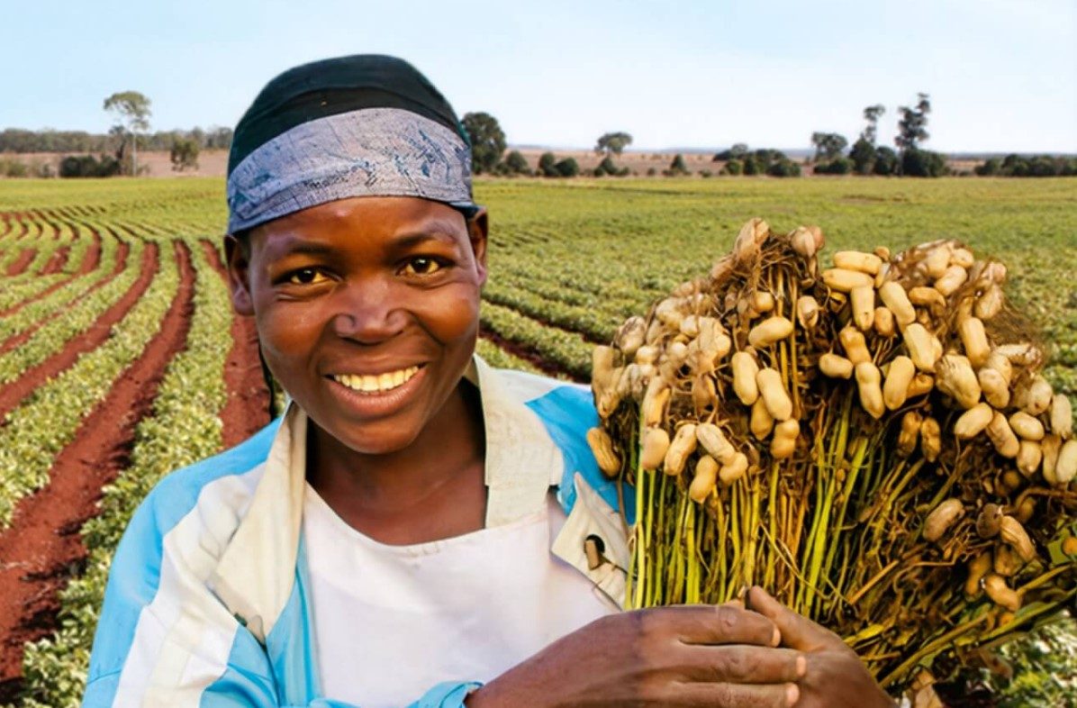 FMO proposes $5m investment in SG peanuts firm Agrocrops