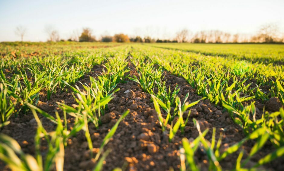 Temasek, Japan's Norinchukin to anchor $173m fund for agri, foodtech startups