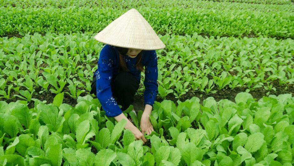 Vietnamese agritech struggles, but precision farming shows hope