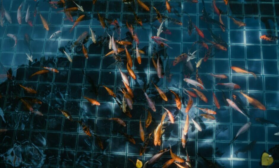 eFishery backer Aqua-Spark raises $320m so far for venture fund