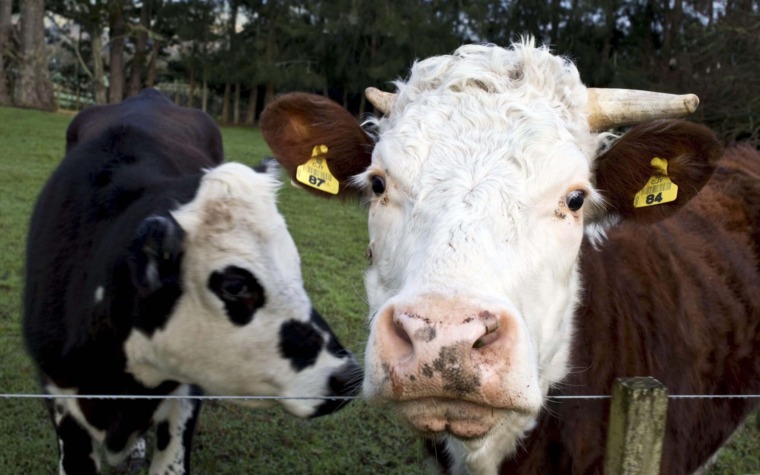 Cow tech startup becomes NZ's latest unicorn in $100m fundraise