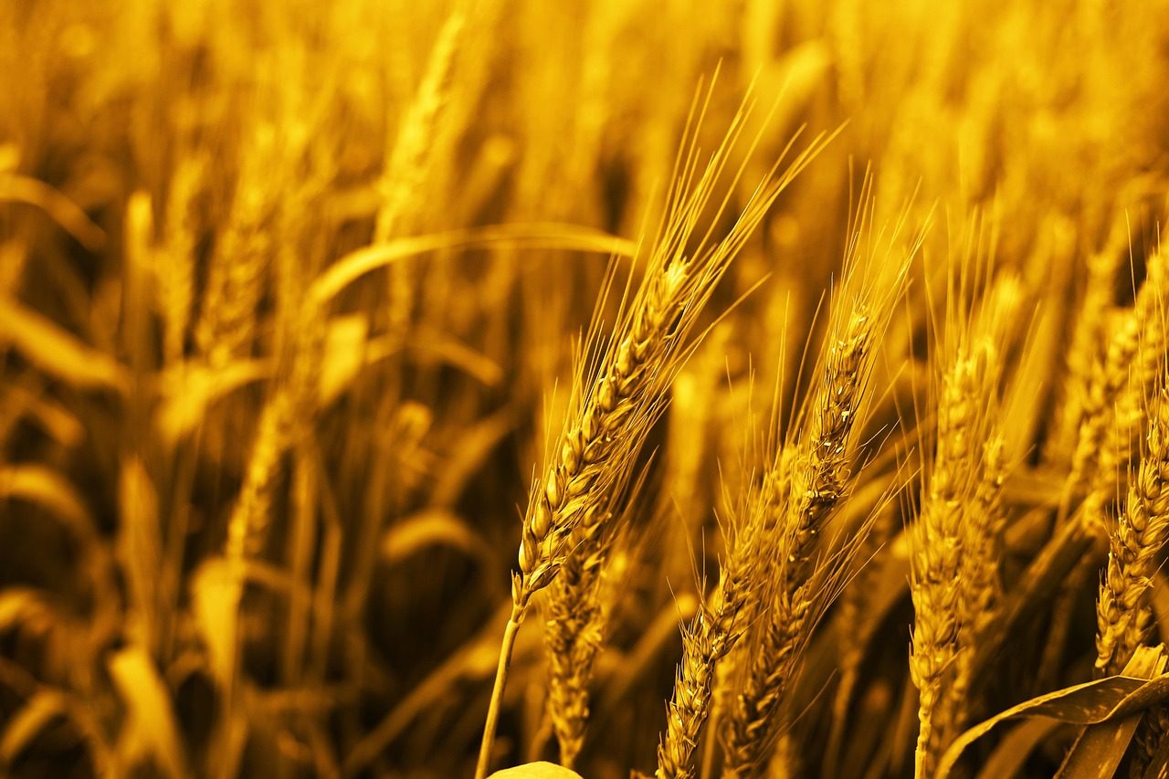 Indian agritech startup Arya.ag raises $81m led by GEF Capital Partners