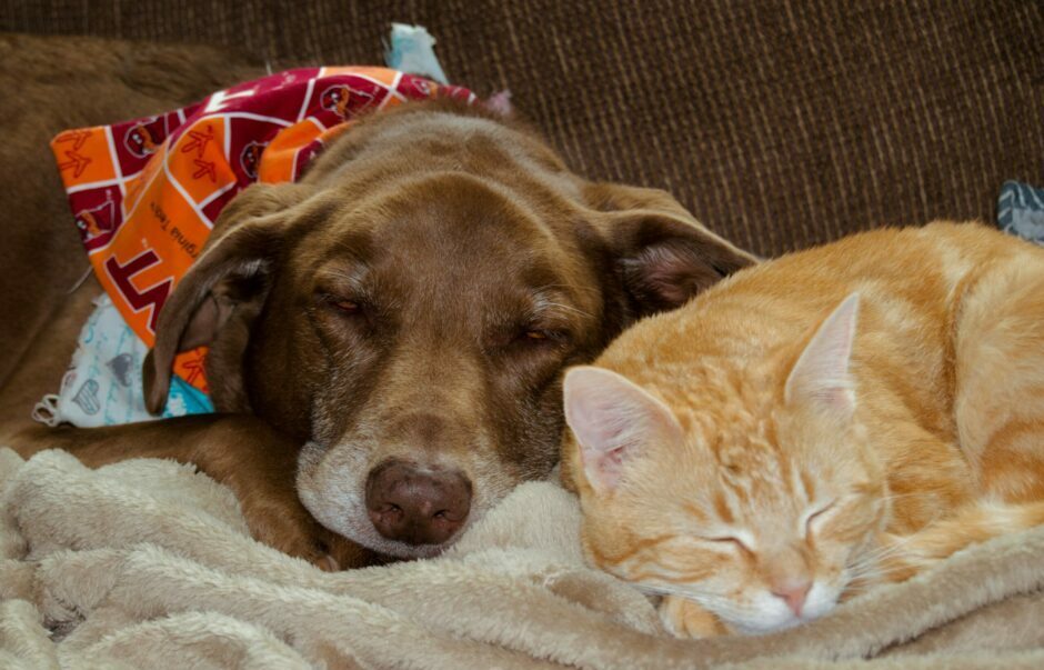 Venturi Partners leads $30m funding in Indian pet care startup Supertails